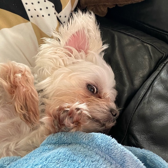 Meet your Posher, Otto - Picture 11 of 16